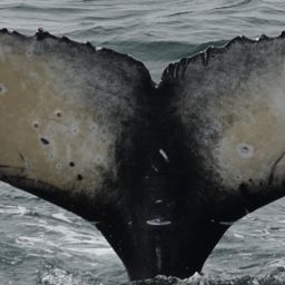 Fluke of Soquel