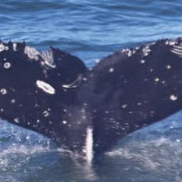 Fluke of CRC-20764