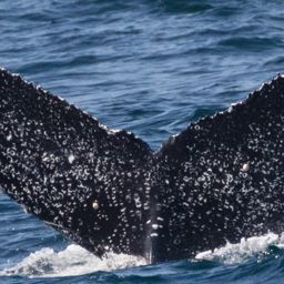 Fluke of CRC-20766