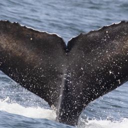 Fluke of 2021-2022 calf of CRC-15550