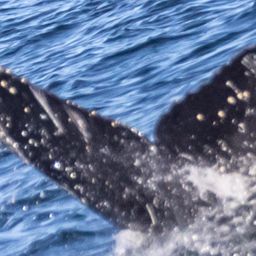 Fluke of CRC-20359