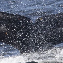Fluke of HW-MN0502714