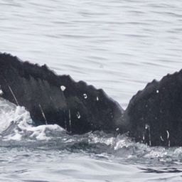 Fluke of CRC-21383
