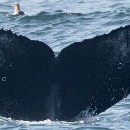Fluke of CRC-20779