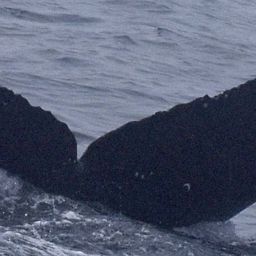 Fluke of CRC-20782