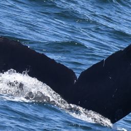 Fluke of CRC-20783