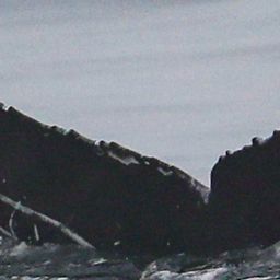 Fluke of CRC-20784