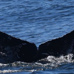 Fluke of CRC-20787