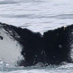 Fluke of HW-MN0401376