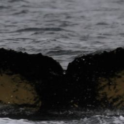 Fluke of HW-MN1303892