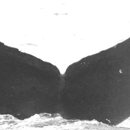 Fluke of CRC-10711