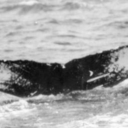 Fluke of NA-1779