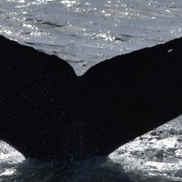Fluke of CRC-20788