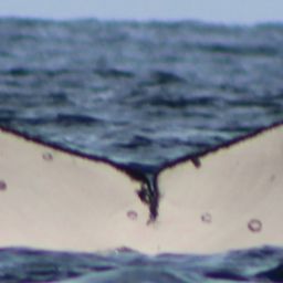Fluke of CRC-20792