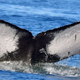 Fluke of CRC-21073