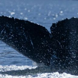 Fluke of CRC-21386