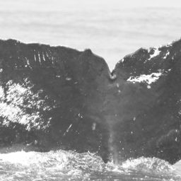 Fluke of CRC-10525