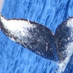 Fluke of HW-MN0523161