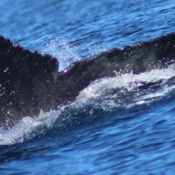 Fluke of HW-MN0523163