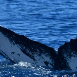 Fluke of HW-MN0523168