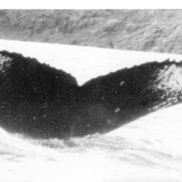 Fluke of NA-1873