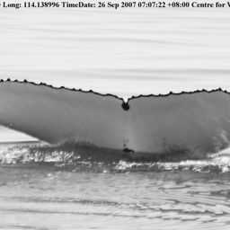 Fluke of WA3643