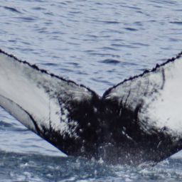 Fluke of HW-MN0102787