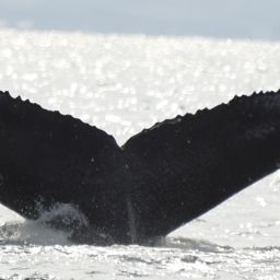 Fluke of HW-MN0102788