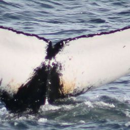 Fluke of HW-MN0102791