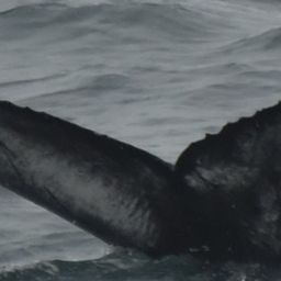 Fluke of HW-MN0102799