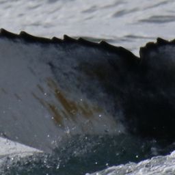Fluke of HW-MN0102802