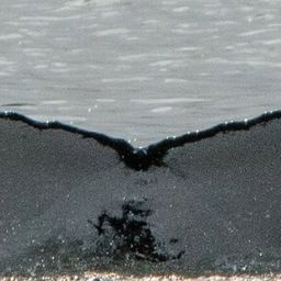 Whale fluke