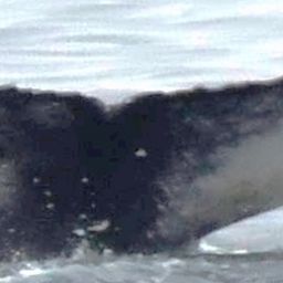 Fluke of HW-MN0102836