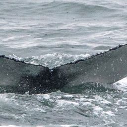 Fluke of HW-MN0102840