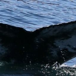 Fluke of Kakun