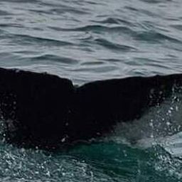 Fluke of Marilyn