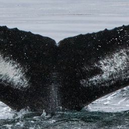 Fluke of HW-MN0102859