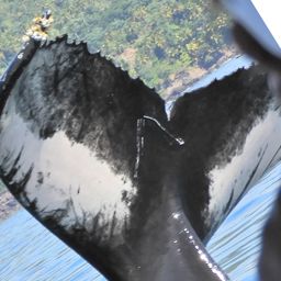 Fluke of HW-MN0102893
