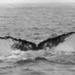 Fluke of NA-1519