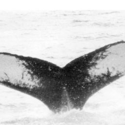 Fluke of NA-1901