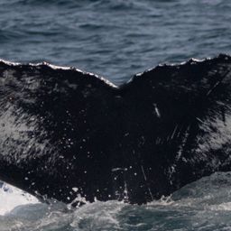 Fluke of HW-MN0102927