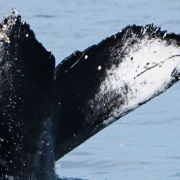 Fluke of CRC-20794