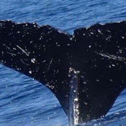 Fluke of HW-MN0443747