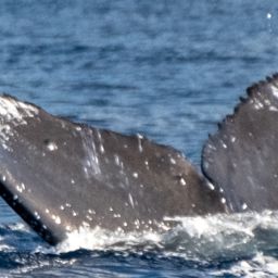 Fluke of HW-MN0443758