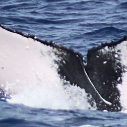 Fluke of HW-MN0443760