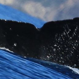 Fluke of HW-MN0443761