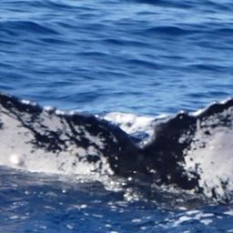 Fluke of HW-MN0443778