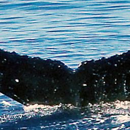 Fluke of HW-MN0443785