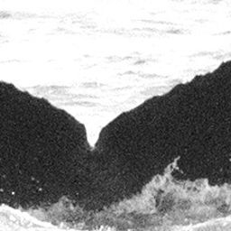 Fluke of CRC-15156