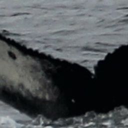 Fluke of CRC-20797